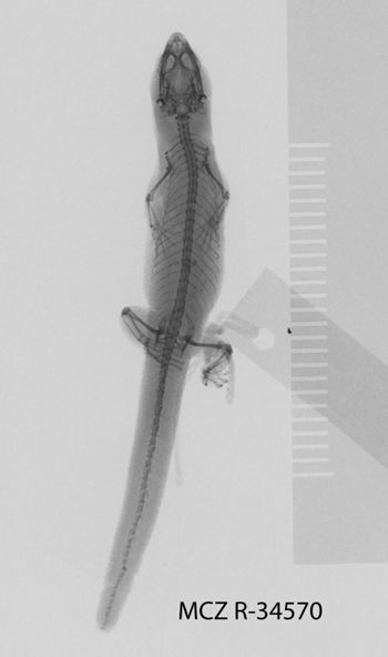 Media type: image;   Herpetology R-34570